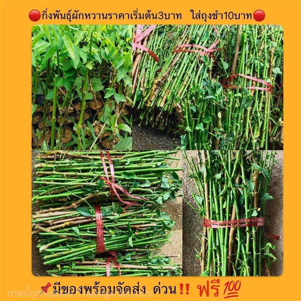 กิ่งผักหวาน | วรรณพันธุ์ไม้ - เมืองตรัง ตรัง