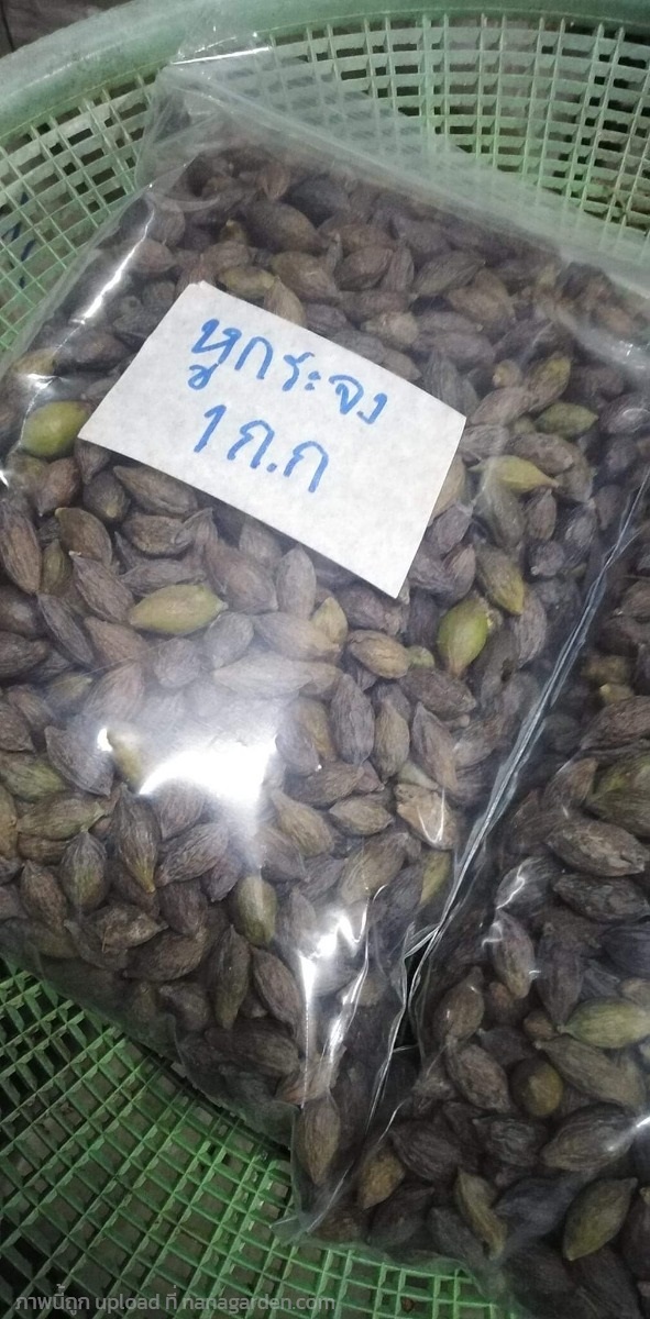 หูกระจง แผ่บารมี  ขายเมล็ดพันธุ์/ต้นกล้า  | เมล็ดพันธุ์ดี เกษตรวิถีไทย - เมืองระยอง ระยอง