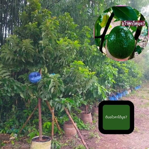 #ต้นอะโวคาโด บูธ7 หน้า 2สูง 2-3 เมตร | ห้างหุ้นส่วนจำกัด แกรนด์การ์เด้น พลัส - คลองหลวง ปทุมธานี