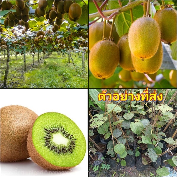 (1ต้น) ต้น กีวี กีวี่ ต้นกีวี ต้นกีวี่ kiwi fruit  | Shopping by lewat - เมืองมหาสารคาม มหาสารคาม
