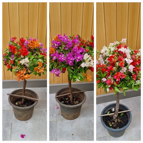 เฟื่องฟ้า bougainvillea | สวนสุขโขไม้ดอกไม้ประดับ - ประจันตคาม ปราจีนบุรี