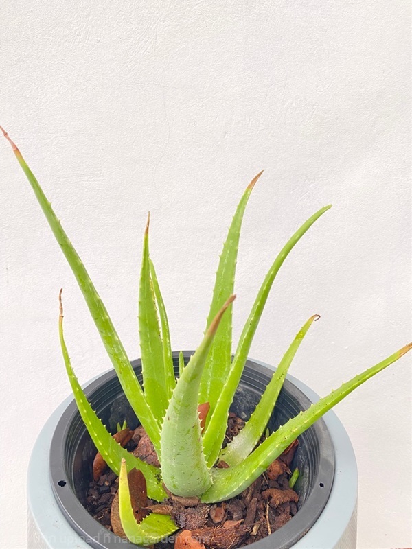 ว่านหางจระเข้ Aloe Vera plants ไม้ล้มลุก | Alungkarn - เมืองราชบุรี ราชบุรี