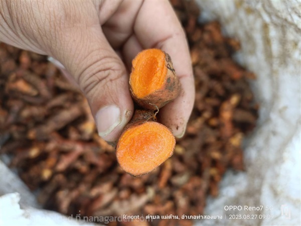 ขายขมิ้นจำนวนมาก | Dao Turmeric Wholesaler  - เมืองเชียงใหม่ เชียงใหม่