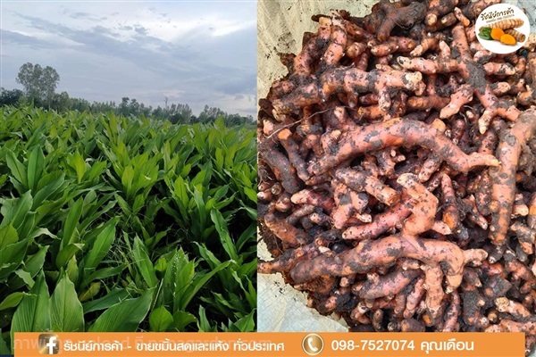 ขมิ้นชัน เกรดดี สีสวย หอม ราคาถูก | Dao Turmeric Wholesaler  - เมืองเชียงใหม่ เชียงใหม่