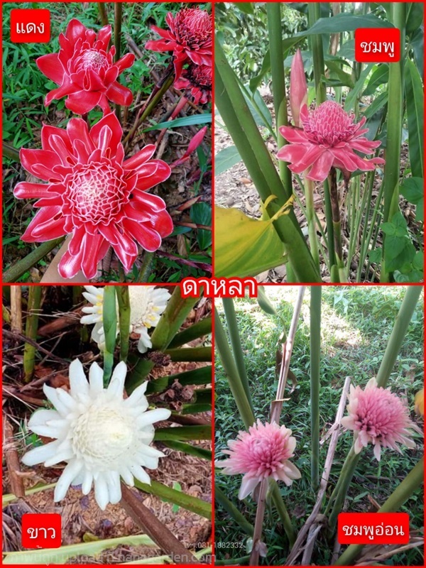 หน่อดาหลา มี4สี แดง,ขาว,ชมพู,ชมพูอ่อน | ชฎา - เมืองนครศรีธรรมราช นครศรีธรรมราช