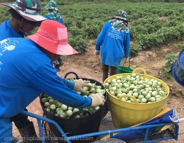 มะเขือเปราะ | แอมเพิล ฟาร์ม - สวนผึ้ง ราชบุรี