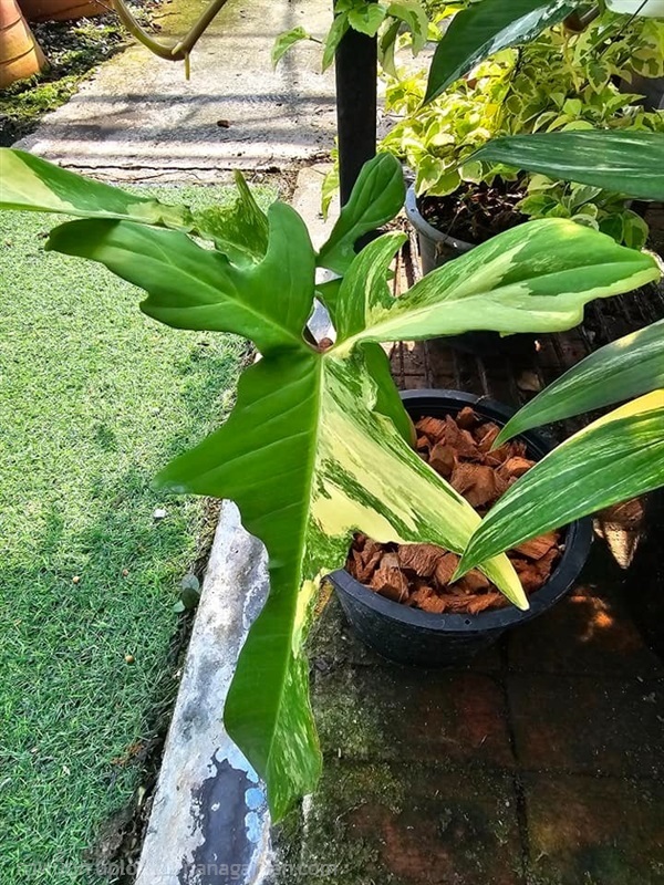 ขายต้นก้ามกุ้งด่าง "Philodendron Florida Beauty" ล | proud garden - เมืองนครปฐม นครปฐม