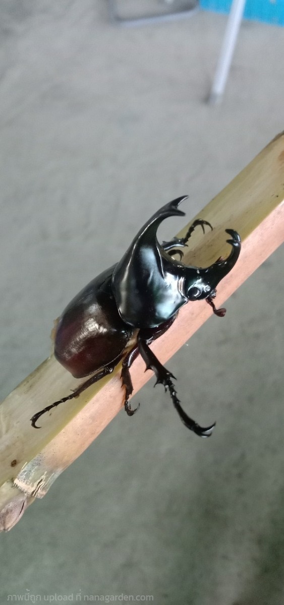ด้วงกว่างโซ้ง ตัวผู้  Lanna Beetle เขาสวยงาม  | เจซีฟาร์ม - เวียงชัย เชียงราย