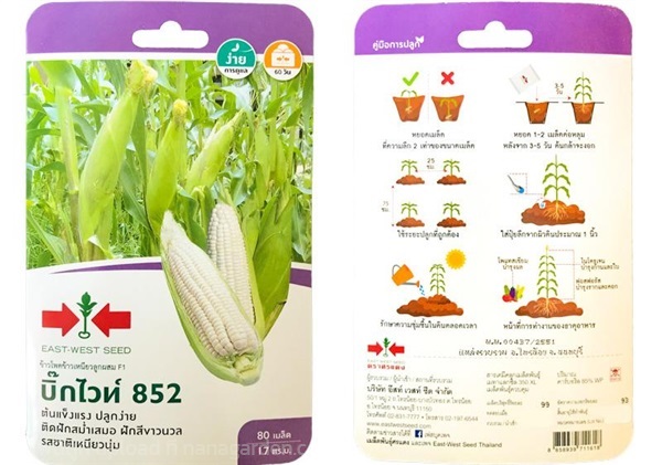 เมล็ดข้าวโพด  บิ๊กไวท์852  ตรา ศรแดง ซื้อ10 แถม1 | สวนตั้นแน้วพันธุ์ไม้ - วังสะพุง เลย