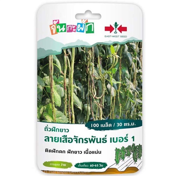 เมล็ดถั่วฝักยาว ลายเสือจักรพันธ์ ศรแดง ซื้อ10 แถม1 | สวนตั้นแน้วพันธุ์ไม้ - วังสะพุง เลย