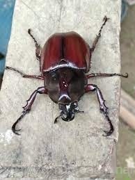 ด้วงกว่างตัวเมีย Lanna Beetle  | เจซีฟาร์ม - เวียงชัย เชียงราย