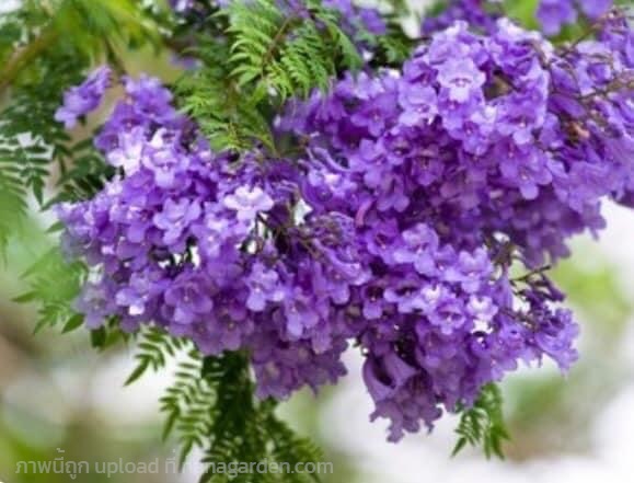 ศรีตรังฝรั่ง (Jacaranda Mimosifolia)  | ไร่พันดาว  - สอยดาว จันทบุรี