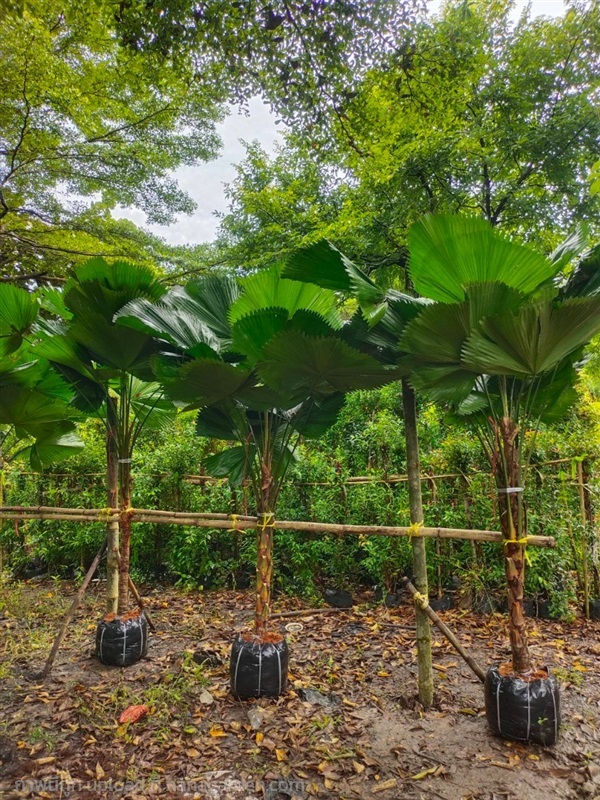 ต้นปาล์มพัดจีบ | สวนสุขโขไม้ดอกไม้ประดับ - ประจันตคาม ปราจีนบุรี