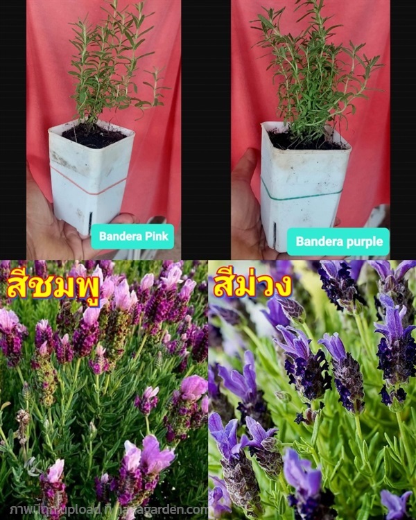 (2ต้น) ต้น Bandera Lavender pink purple น้องหูกระต | Shopping by lewat - เมืองมหาสารคาม มหาสารคาม