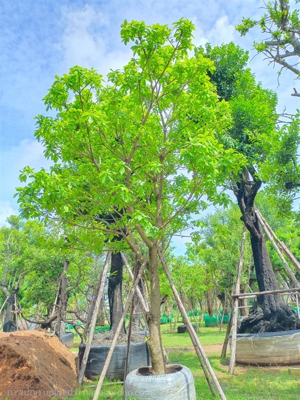 ต้นจิกน้ำ | สวนพี&เอ็มเจริญทรัพย์พันธ์ุไม้ - แก่งคอย สระบุรี