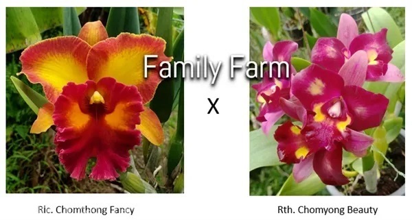 ไม้ขวดแคลียา Rlc. Chomthong Fancy x Rth. Chomyong  | Family Farm - หันคา ชัยนาท