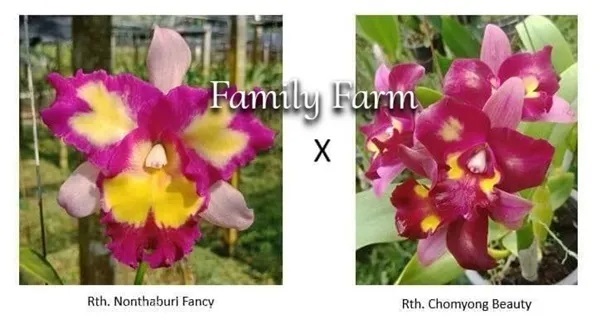 ไม้ขวดแคทลียา Rth. Nonthaburi Fancy x Rth. Chomyon | Family Farm - หันคา ชัยนาท