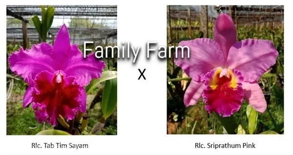 กล้วยไม้ขวดแคทลียา Rlc. Tab Tim Sayam x Rlc. Sripr | Family Farm - หันคา ชัยนาท