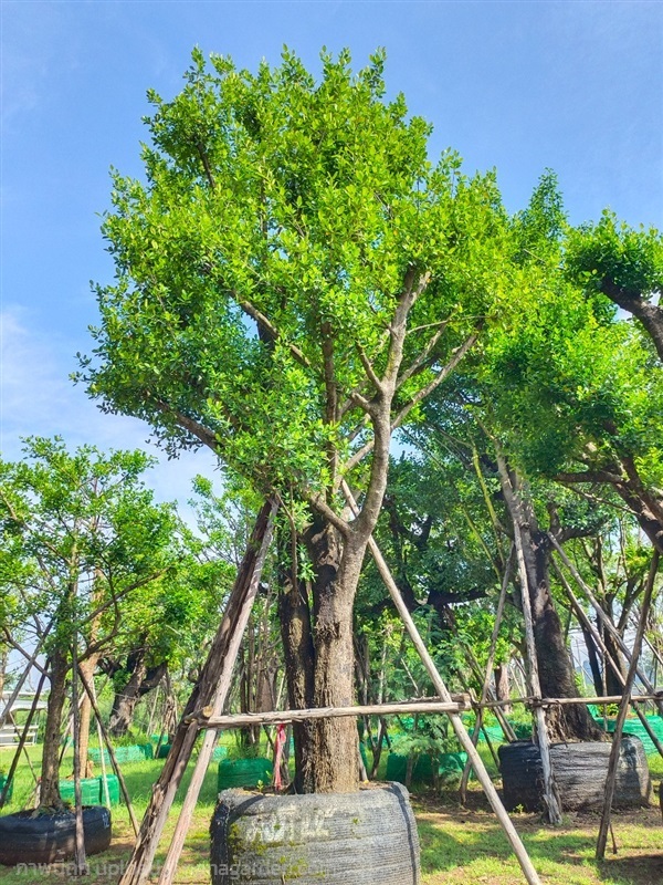 ต้นมั่งมี | สวนพี&เอ็มเจริญทรัพย์พันธ์ุไม้ - แก่งคอย สระบุรี