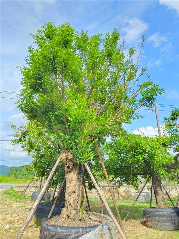 ต้นชุมแสง | สวนพี&เอ็มเจริญทรัพย์พันธ์ุไม้ - แก่งคอย สระบุรี