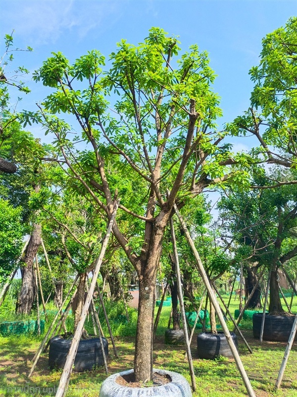 ต้นจิกน้ำ | สวนพี&เอ็มเจริญทรัพย์พันธ์ุไม้ - แก่งคอย สระบุรี