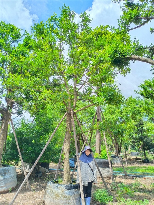 ต้นมั่งมี | สวนพี&เอ็มเจริญทรัพย์พันธ์ุไม้ - แก่งคอย สระบุรี