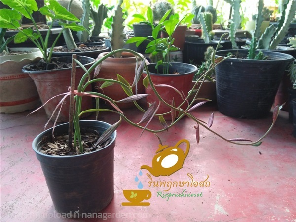 ต้นเรดโมนาดีเนียม Red Monadenium ไม้อวบน้ำ | รินพฤกษาโอสถ - พิบูลมังสาหาร อุบลราชธานี