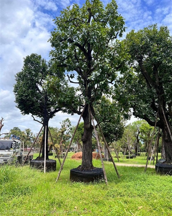 ต้นพยอม | สวนป้าต้อย พันธุ์ไม้ - แก่งคอย สระบุรี