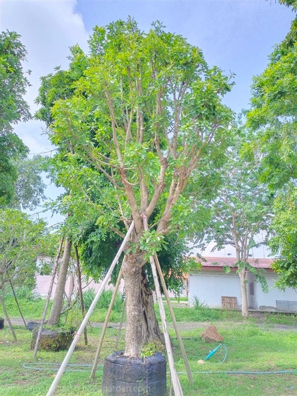 ต้นจิกน้ำ | สวนป้าต้อย พันธุ์ไม้ - แก่งคอย สระบุรี