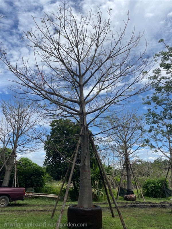 ต้นเบาบับ | สวนป้าต้อย พันธุ์ไม้ - แก่งคอย สระบุรี