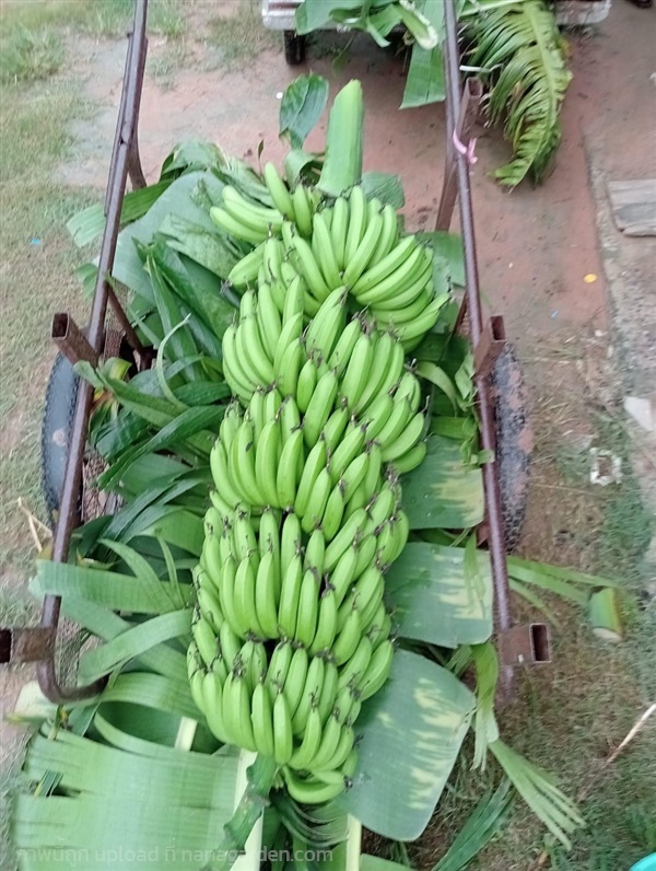 หน่อกล้วยหอมยักษ์อินโด. กล้วยหอมมุลโย | สวนพันธุ์ไม้ ป๊อบ - องครักษ์ นครนายก