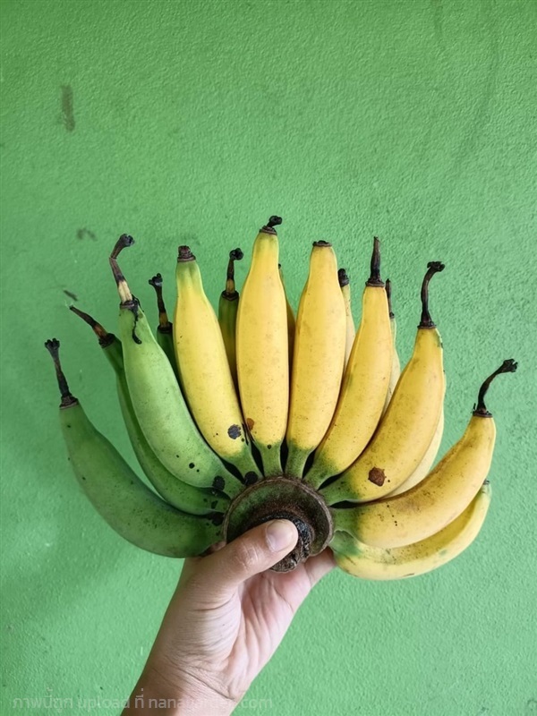 พันธุ์กล้วยหมาก  กล้วยทานดิบ | สวนพันธุ์ไม้ ป๊อบ - องครักษ์ นครนายก