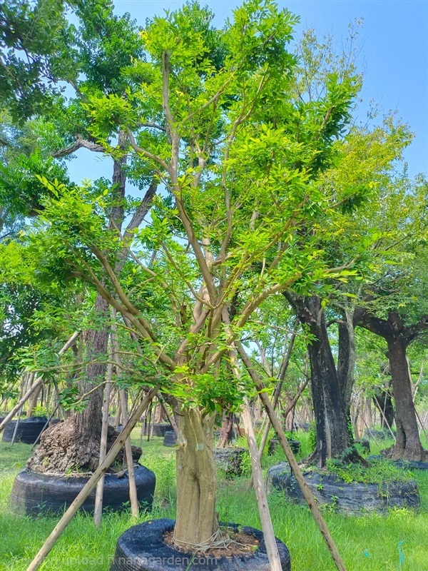 ต้นชุมแสง | สวนพี&เอ็มเจริญทรัพย์พันธ์ุไม้ - แก่งคอย สระบุรี