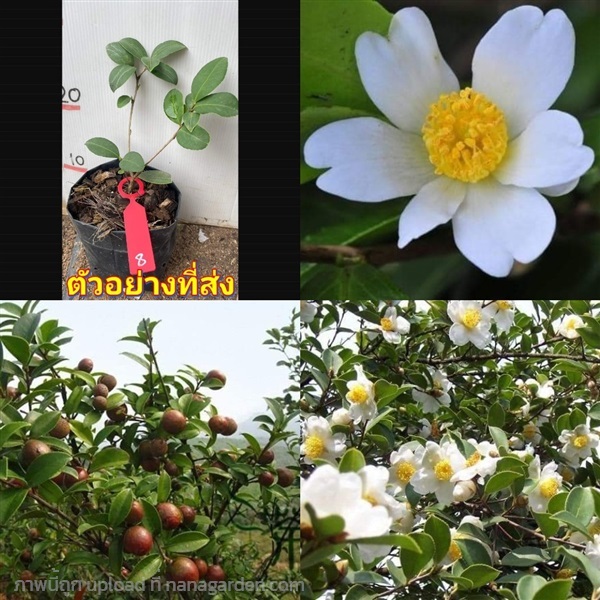 ต้น คามีเลีย โอลิเฟอรา Camellia oleifera ชาคามีเลี | Shopping by lewat - เมืองมหาสารคาม มหาสารคาม
