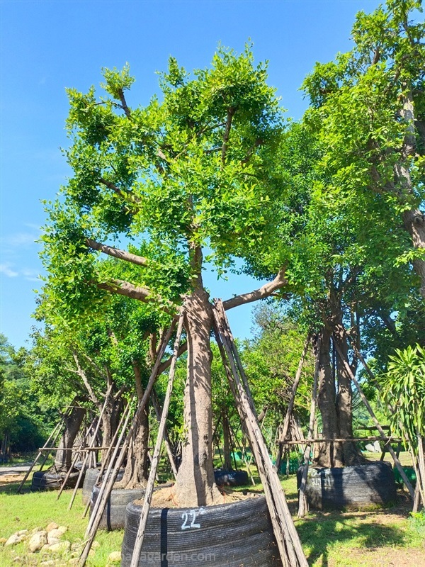 ต้นมั่งมี | สวนพี&เอ็มเจริญทรัพย์พันธ์ุไม้ - แก่งคอย สระบุรี