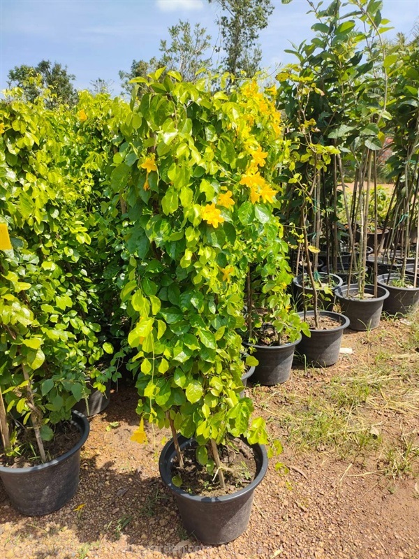 เหลืองชัชวาลย์ | สวนสุขโขไม้ดอกไม้ประดับ - ประจันตคาม ปราจีนบุรี