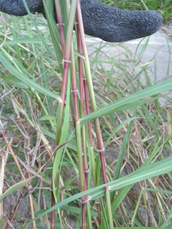 หญ้าก้านแดง Dichanthium fecundum  ไดแคนเทียม เฟคุน | เมล็ดพันธุ์ดี เกษตรวิถีไทย - เมืองระยอง ระยอง