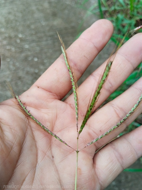 หญ้าก้านแดง Dichanthium fecundum  ไดแคนเทียม เฟคุน | เมล็ดพันธุ์ดี เกษตรวิถีไทย - เมืองระยอง ระยอง