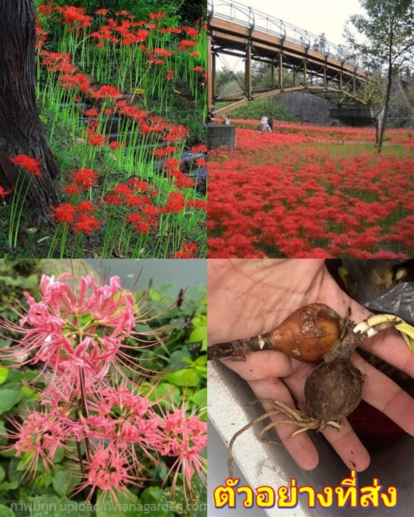 (1หัว) หัว ไลโคริส  ดอกสีแดง Lycoris ต้นไลโคริส หั | Shopping by lewat - เมืองมหาสารคาม มหาสารคาม