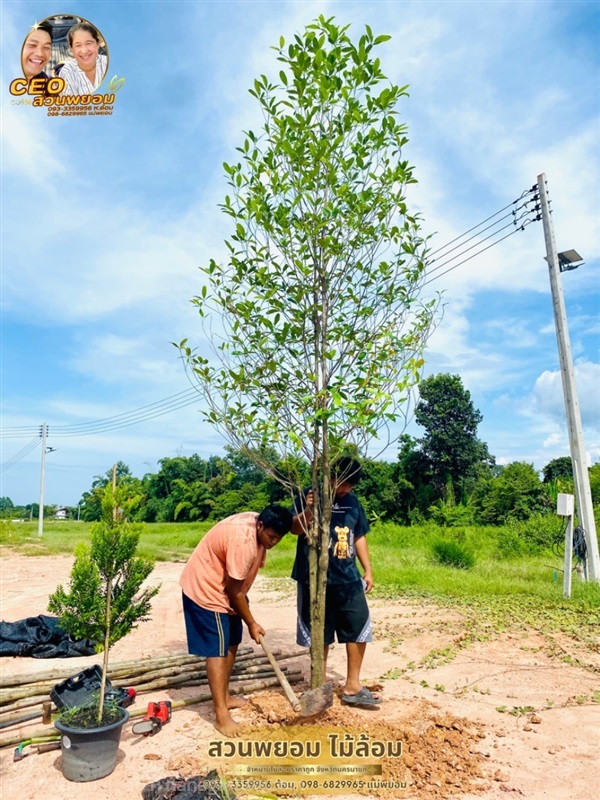 กันเกรา 3“ | สวนพยอมไม้ล้อม จำหน่ายไม้ขุดล้อมขนาดเล็ก,ขนาดใหญ่ - เมืองนครนายก นครนายก