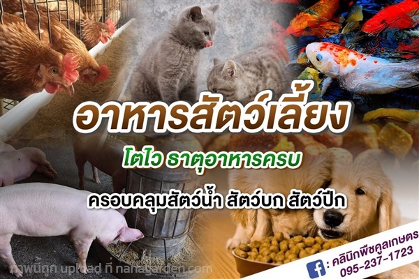 จำหน่าย อาหารสัตว์ สอบถามได้ที่ คูลเกษตร KK1 | คลินิกพืชคูลเกษตร - ชุมตาบง นครสวรรค์