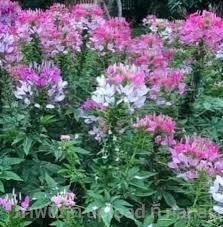 ต้นพันธุ์ ดอกเสี้ยนฝรั่ง (Cleome) คละสี  | เจซีฟาร์ม - เวียงชัย เชียงราย