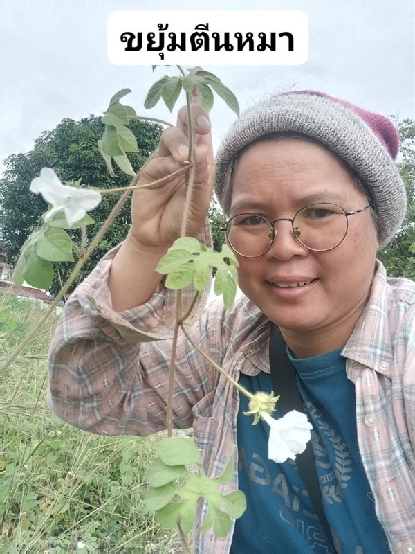 ขยุ้มตีนหมา ขายเมล็ดพันธุ์/ทั้งต้นสด | เมล็ดพันธุ์ดี เกษตรวิถีไทย - เมืองระยอง ระยอง