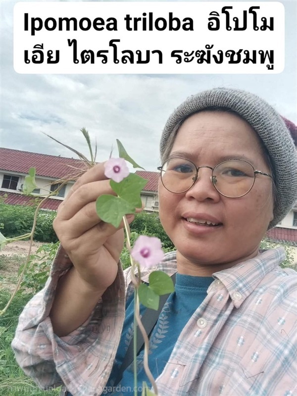 Ipomoea triloba  อิโปโมเอีย ไตรโลบา ระฆังชมพู  | เมล็ดพันธุ์ดี เกษตรวิถีไทย - เมืองระยอง ระยอง