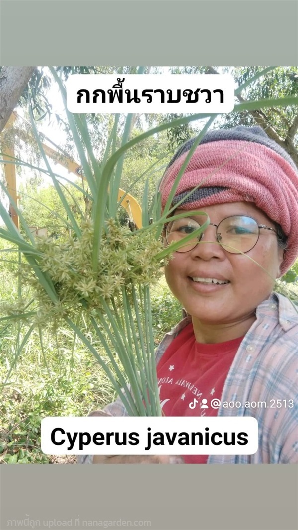 Cyperus javanicus: กกพื้นราบชวา  | เมล็ดพันธุ์ดี เกษตรวิถีไทย - เมืองระยอง ระยอง