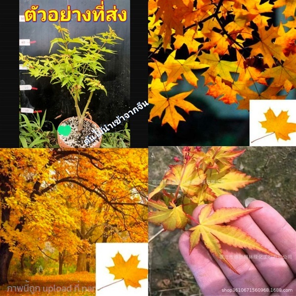 เมเปิ้ล บอนไซ Maple Tree yellow ต้นเมเปิ้ล สี เหลื | Shopping by lewat - เมืองมหาสารคาม มหาสารคาม