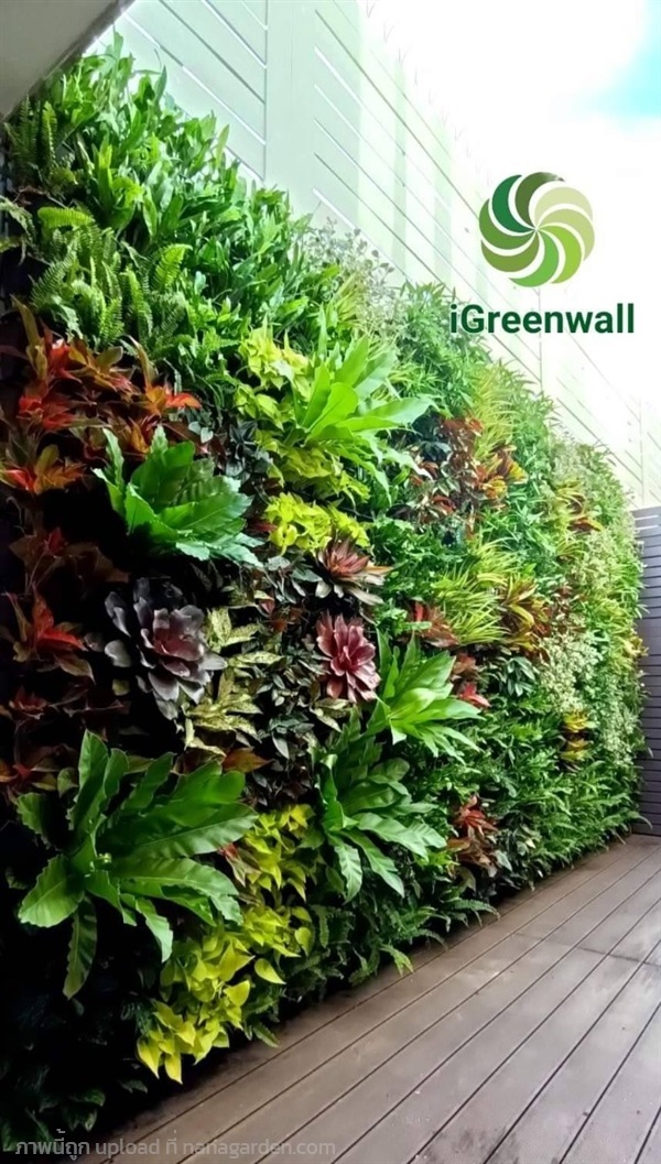 สวนแนวตั้งiGreenwall | สวนแนวต้้ง iGreenwall - ทุ่งครุ กรุงเทพมหานคร