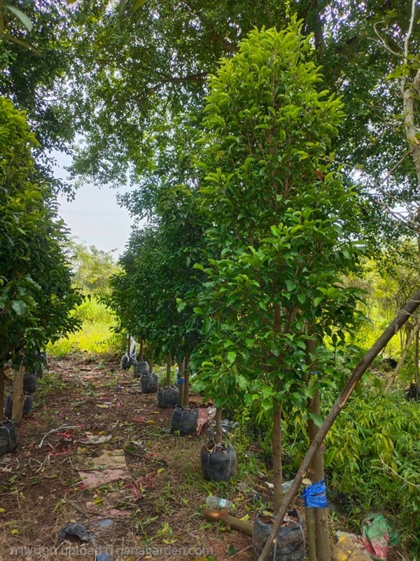 ต้นพิกุล | สวนสุขโขไม้ดอกไม้ประดับ - ประจันตคาม ปราจีนบุรี