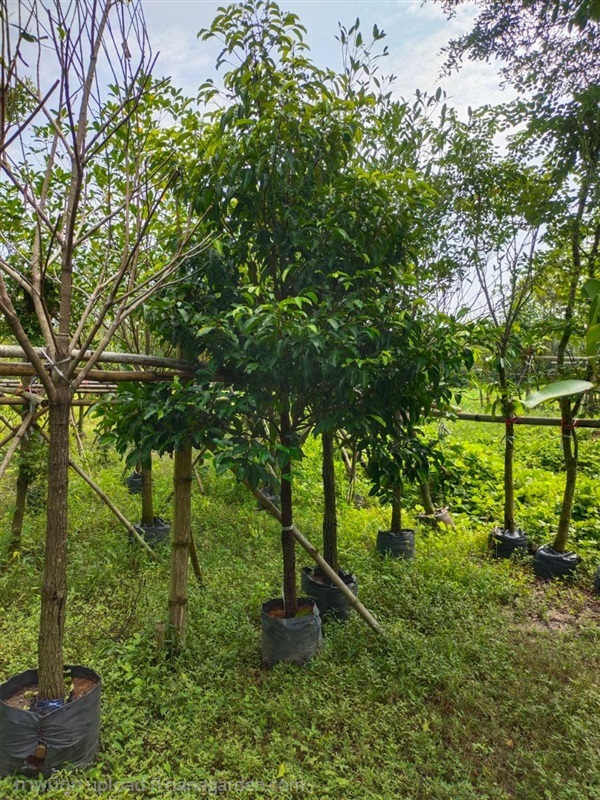 ต้นพิกุล | สวนสุขโขไม้ดอกไม้ประดับ - ประจันตคาม ปราจีนบุรี