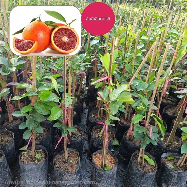 ต้นส้มสีเลือดตุรกี ส้มเนื้อแดงที่รสชาดอร่อย | ห้างหุ้นส่วนจำกัด แกรนด์การ์เด้น พลัส - คลองหลวง ปทุมธานี